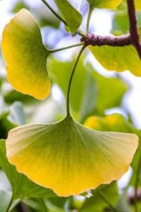 برگ گینکو بیلوبا